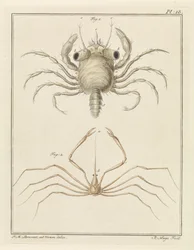 Cangrejo de playa y una especie de cangrejo flecha