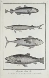 Bacalao, atún, salmón y esturión, ilustración de 