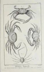 Cangrejos, ilustración de 