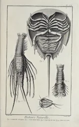 Crustáceos, ilustración de 