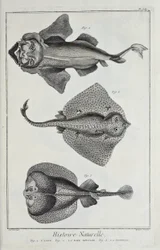 Ilustración de 
