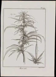Esquema marino de flores, c.1810 (grabado y aguafuerte)