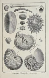Conchas marinas, ilustración de 