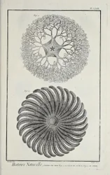 Estrellas de mar, ilustración de 