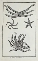 Estrellas de mar, ilustración de 