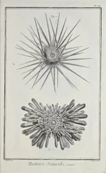 Erizos, ilustración de 
