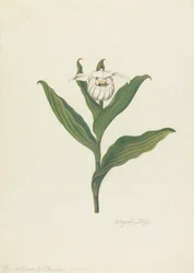 Zapatito de dama (Cypripedium Canadense, Calceolus Maria)