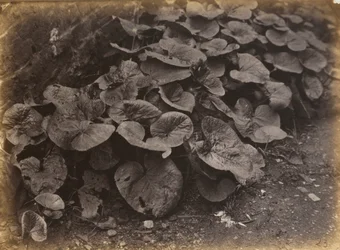 Estudio de plantas, década de 1860 (foto)