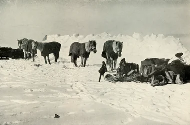 Ponis detrás de su refugio en el campamento en la barrera, 1911