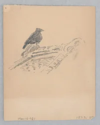 Pájaro