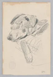 Perro