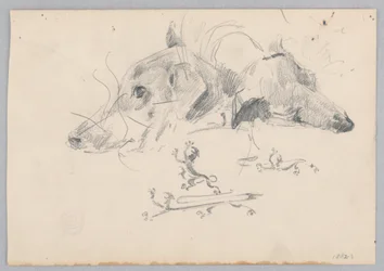 Perro y león
