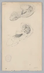 Zapato