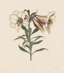 Una selección de plantas hexandrianas, pertenecientes al orden natural de Amaryllidae..., 1831-1832