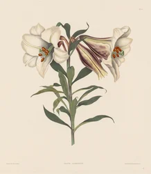 Una selección de plantas hexandrianas, pertenecientes al orden natural de Amaryllidae y Liliacae: Lirio japonés