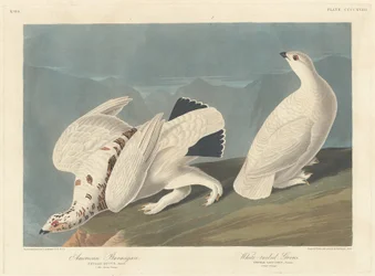 Lagópodo americano y urogallo de cola blanca, 1838.