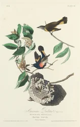 Reinita americana