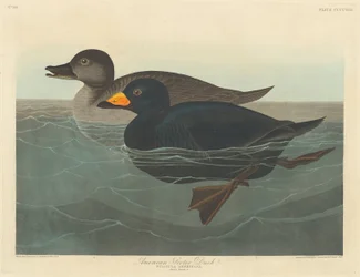 Negrón americano, 1838.