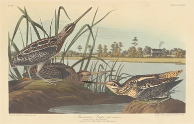 Agachadiza americana, 1835