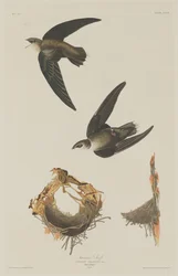 Vencejo americano, 1833