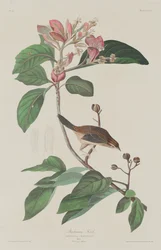 Pinzón de Bachman