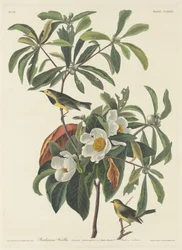 Reinita de Bachman