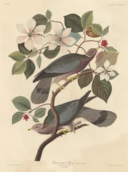 Paloma de cola de banda