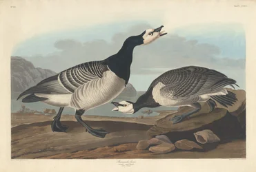 Barnacla cariblanca, 1836