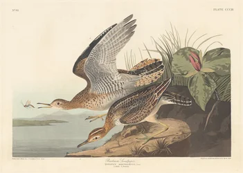 Correlimos de Bartram