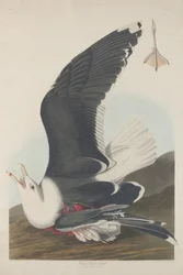 Gaviota de dorso negro, 1835