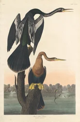 Anhinga de vientre negro, 1836.