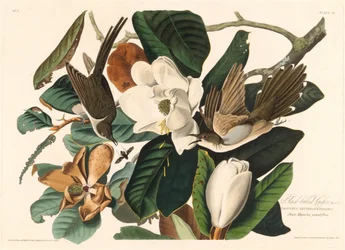 Cuclillo piquinegro, 1828