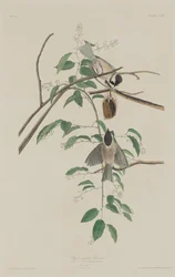 Carbonero de capucha negra, 1833