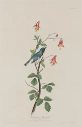 Reinita Azul de Garganta Negra, 1832
