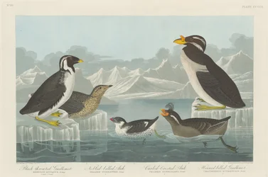 Mérgulo de garganta negra, alca de pico abultado, alca de cresta rizada y alca de pico cornudo, 1838
