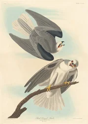 Halcón de alas negras, 1837