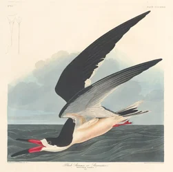 Rayador negro, 1836.