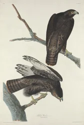 Guerrero negro, 1830.