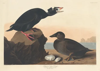 Pato negro o negrón de anteojos, 1836