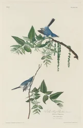 Papamoscas Azul-Gris, 1830