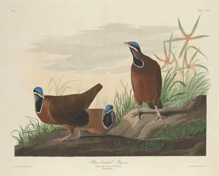 Paloma de Cabeza Azul, 1833