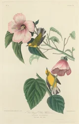 Reinita de alas azules, 1827