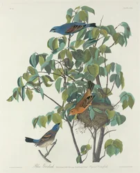 Picogordo azul, 1831