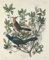Zanate marismeño, 1834.
