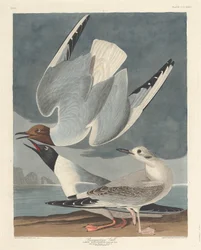 Gaviota Bonapartiana, 1836