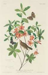 Reinita comedora de gusanos de cabeza marrón, 1834