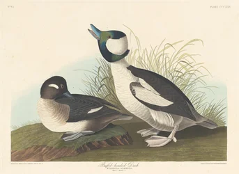 Pato cabeza de búfalo, 1836