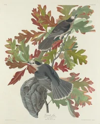 Arrendajo canadiense, 1831