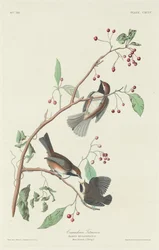 Carbonero canadiense, 1834