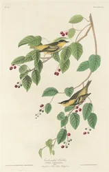 Reinita Carbonada, 1829